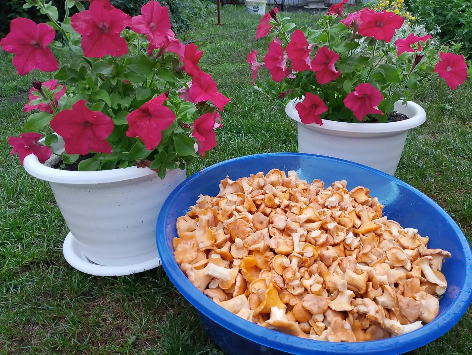Гөмбәне дә рөхсәтсез җыеп булмаячак