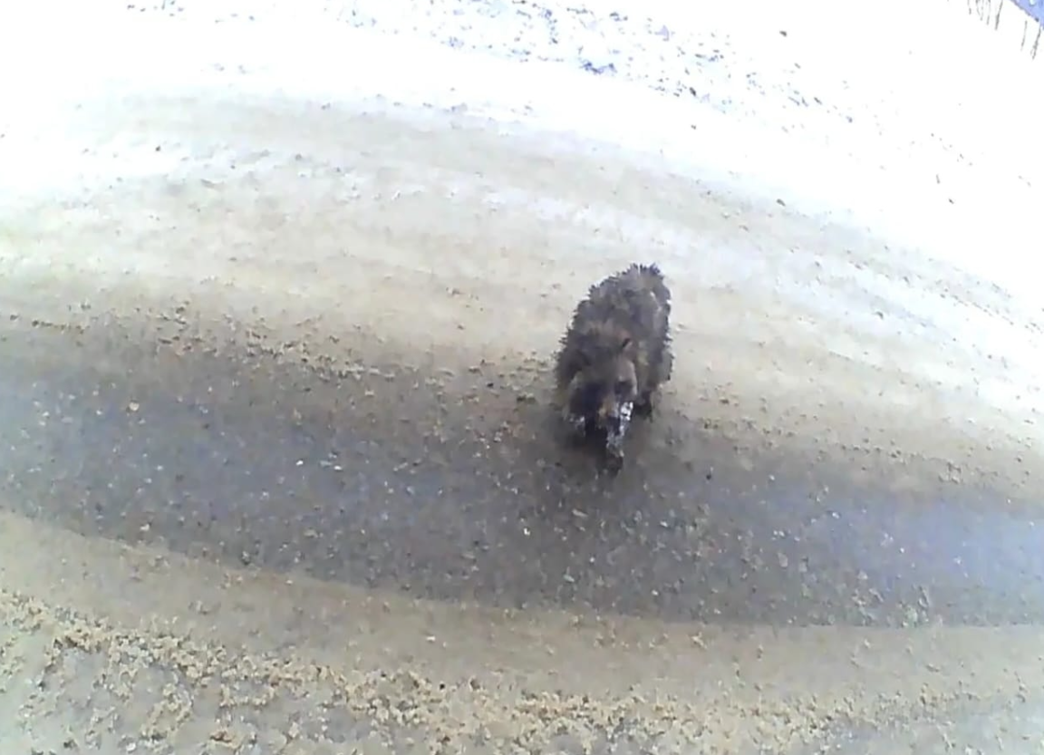 В Балтачевском районе загадочный «гость» на дороге вызвал переполох