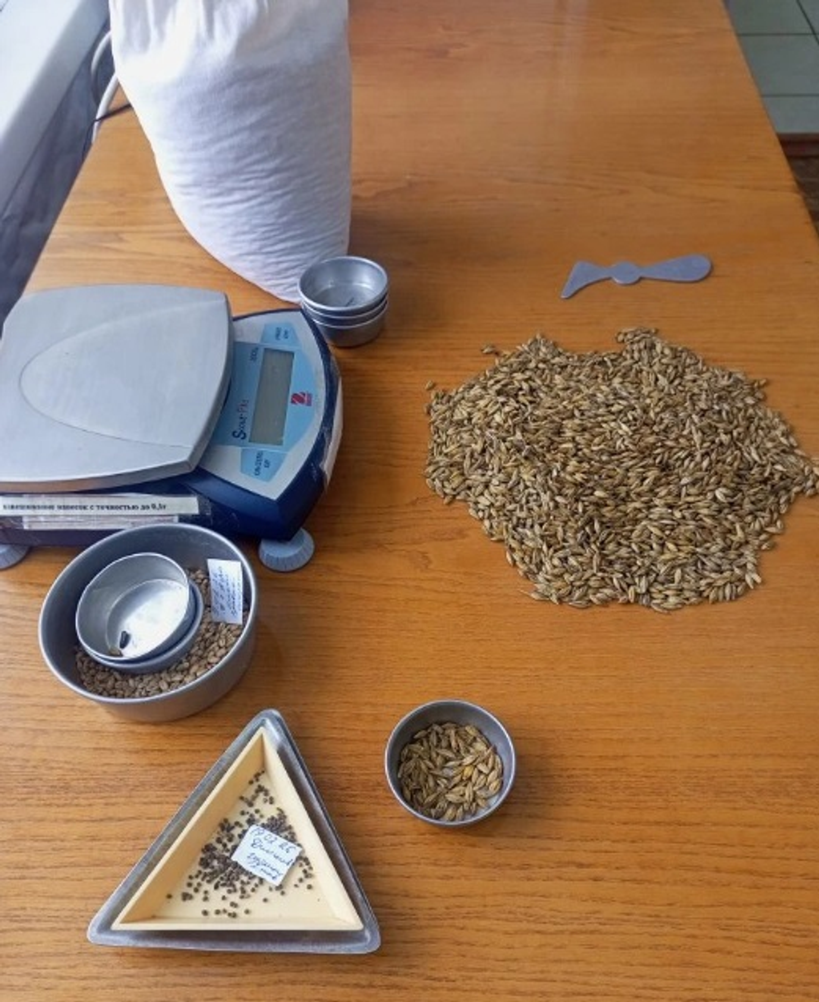 Балтач районында сабан культуралары орлыкларын тикшерүнең икенче этабы бара