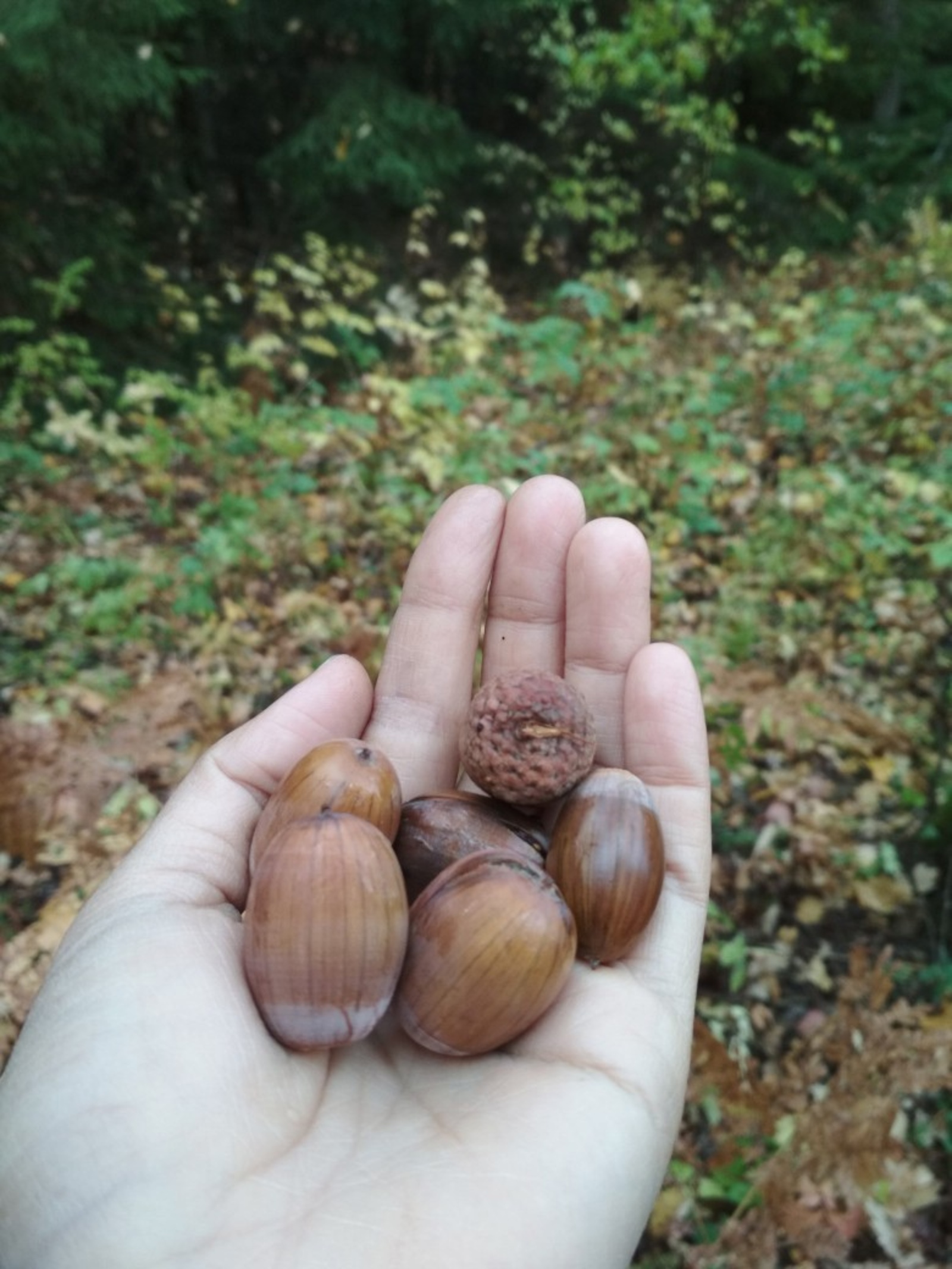 Күршем, xәлләрең ничек?