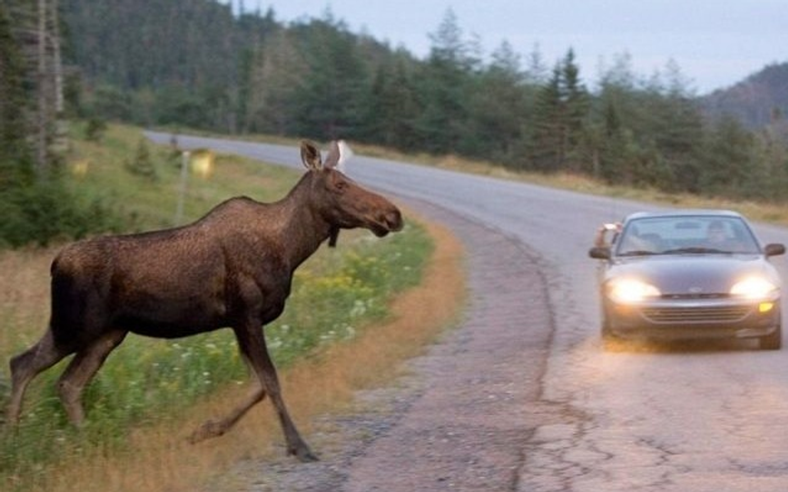 В Башкирии за сутки произошло два ДТП с лосями