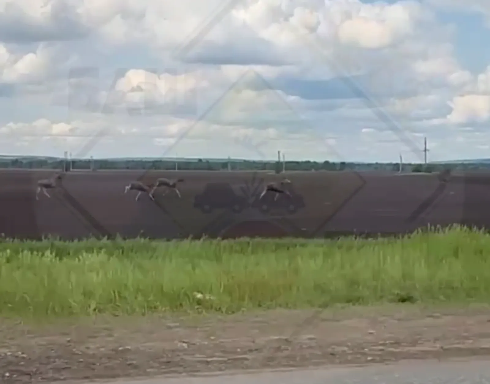 В Балтачевском районе увидели 4 лесных великанов