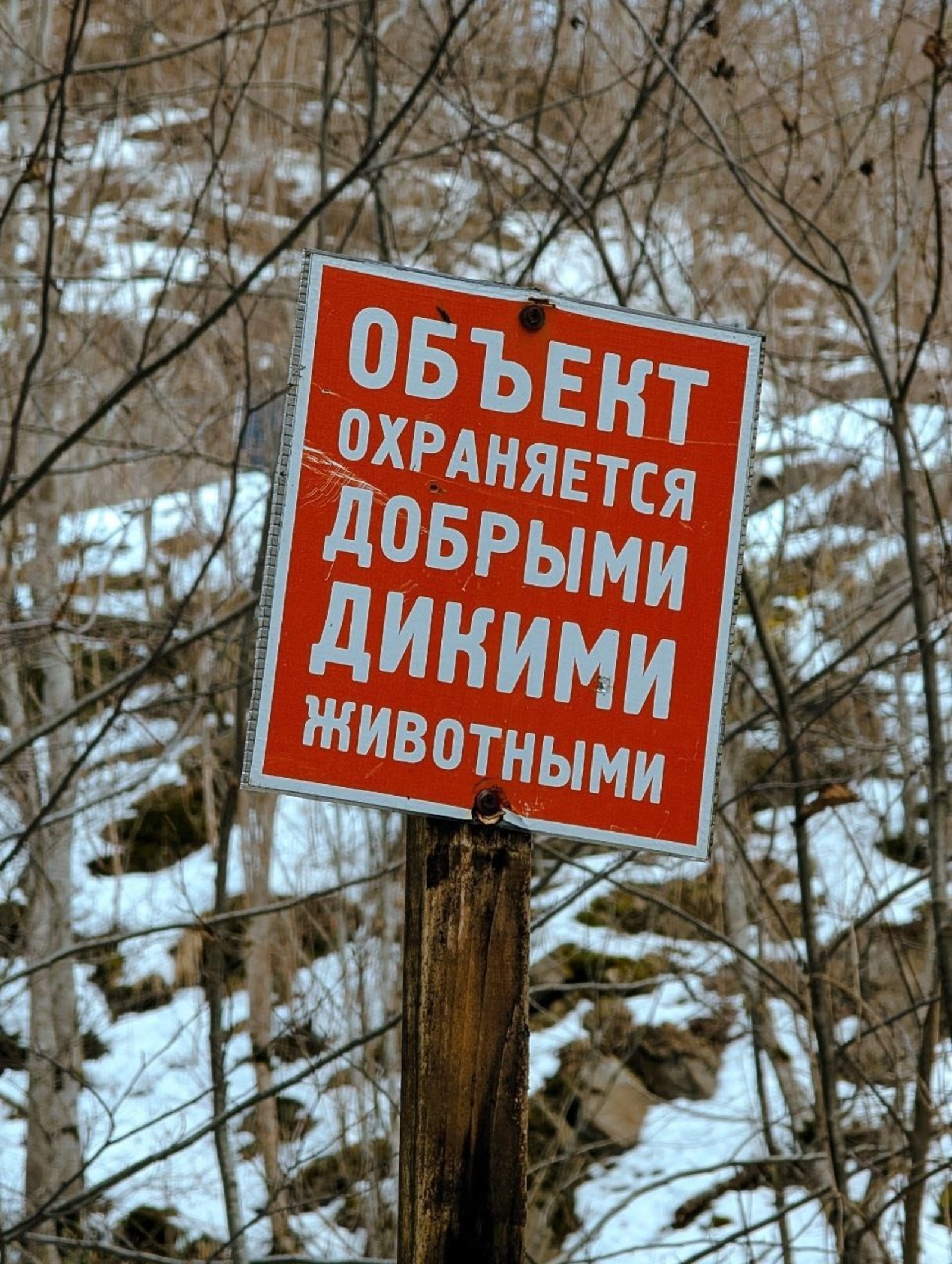 Медведь напал на мужчину в Башкирии