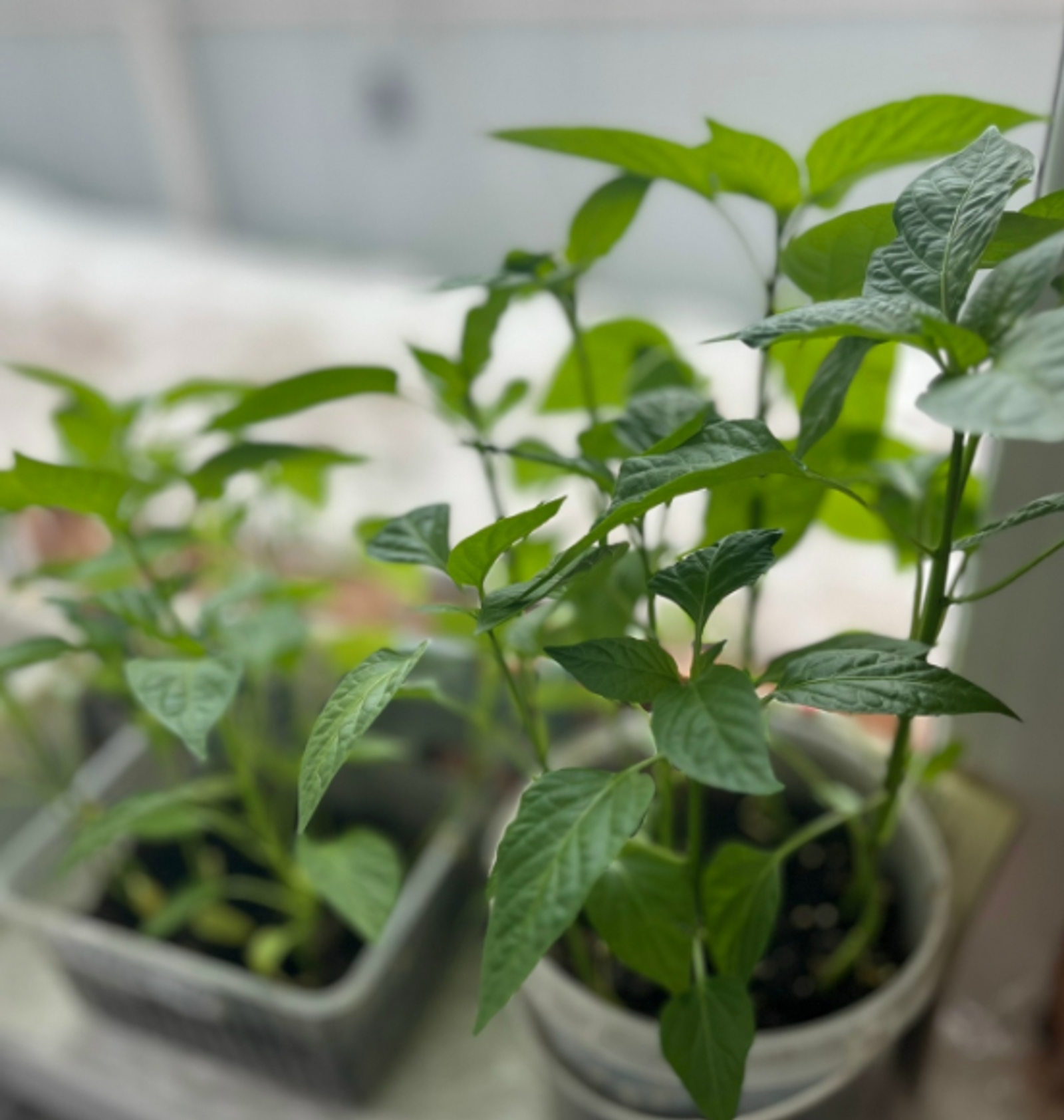 Правильная заправка лунки при посадке рассады даёт мощный старт росту растений