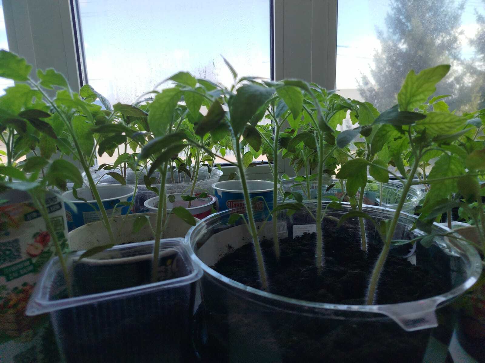 Кайчан яшелчә утыртырга була?