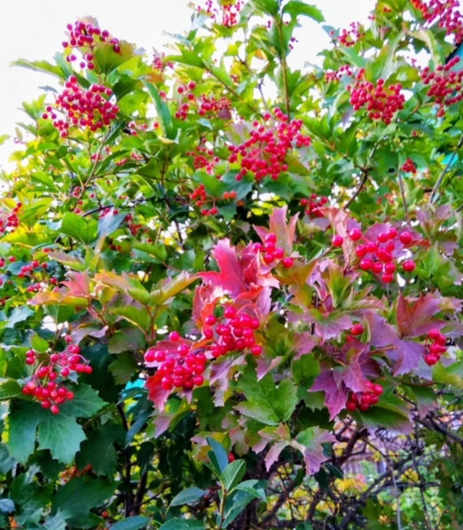 17 эффективных народных способов избавления от разных видов кашля