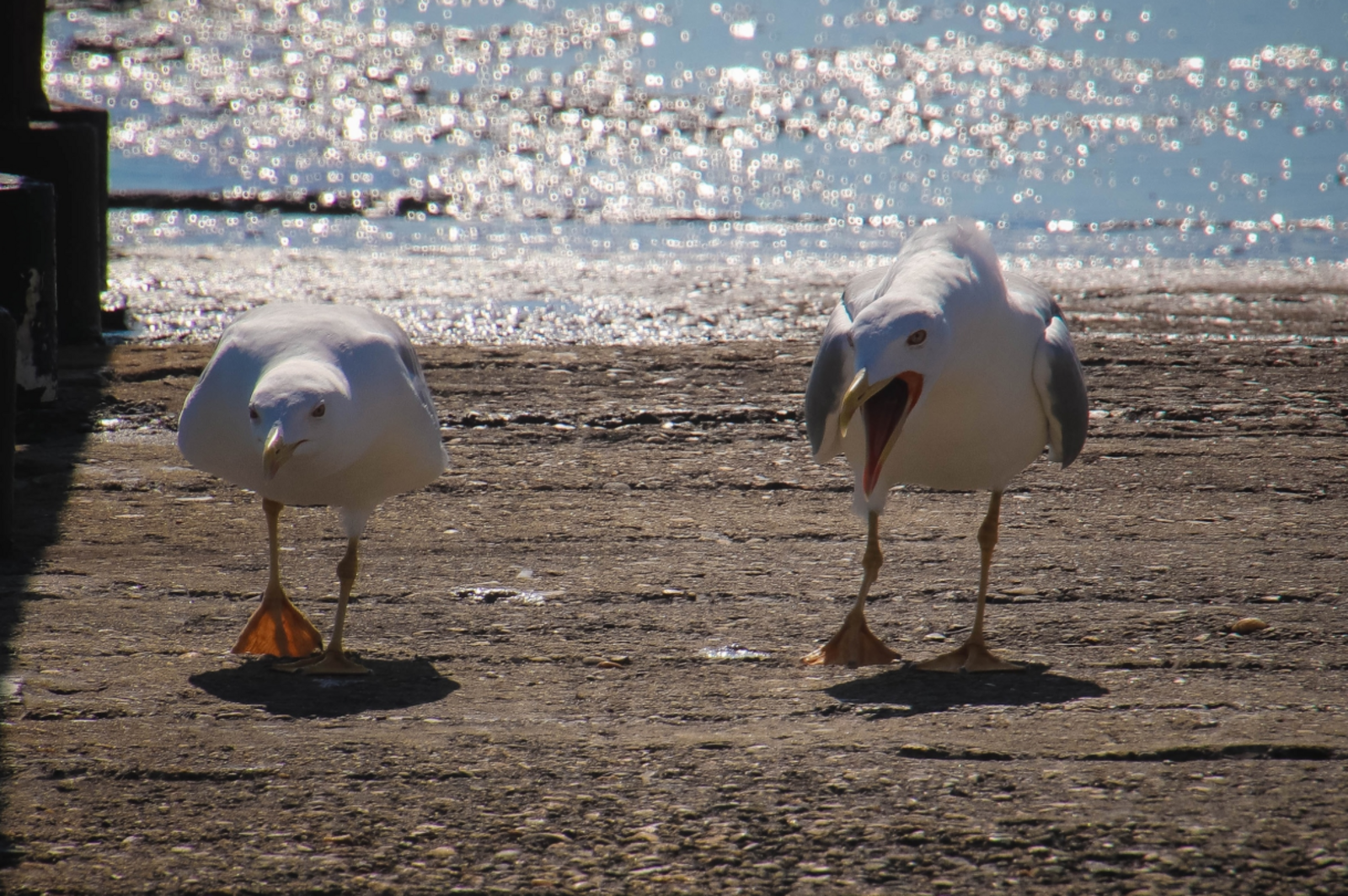 Гороскоп на 20 января 2026 года для всех знаков зодиака