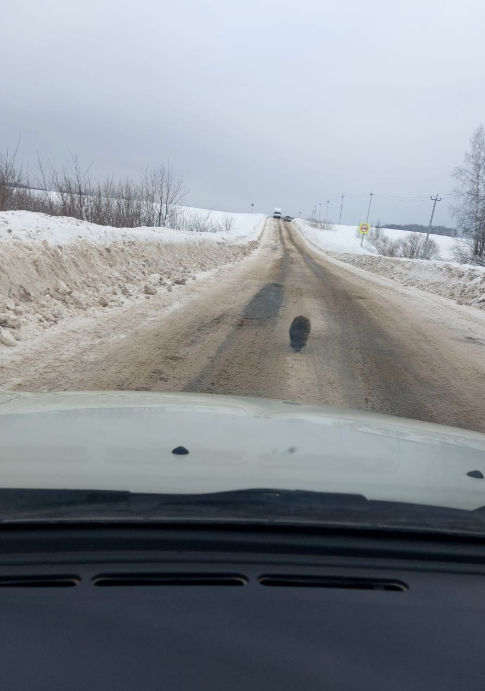 В Балтачевском районе загадочный «гость» на дороге вызвал переполох