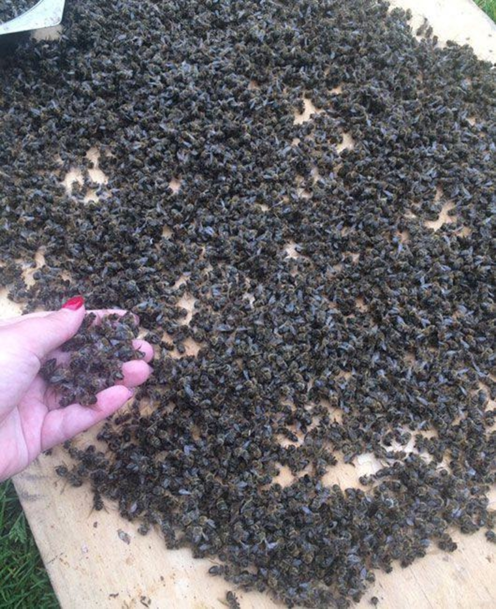 В Башкирии зафиксировали массовую гибель пчел