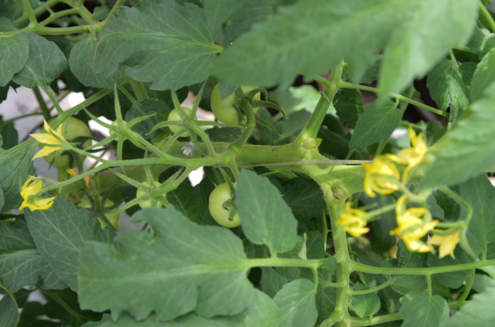 Лунный посевной календарь на февраль 2026 для садоводов и огородников