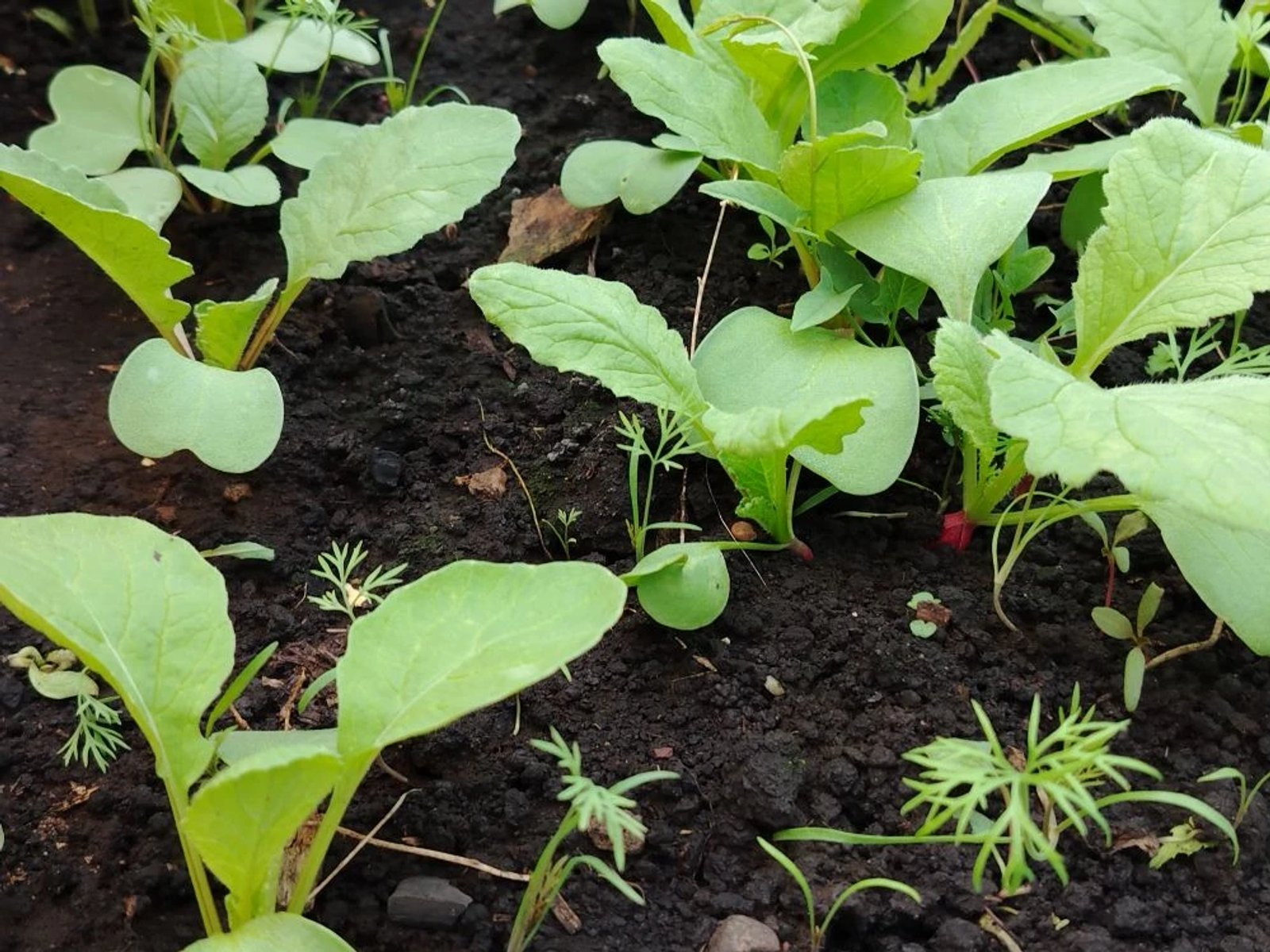 Редисның файдасы