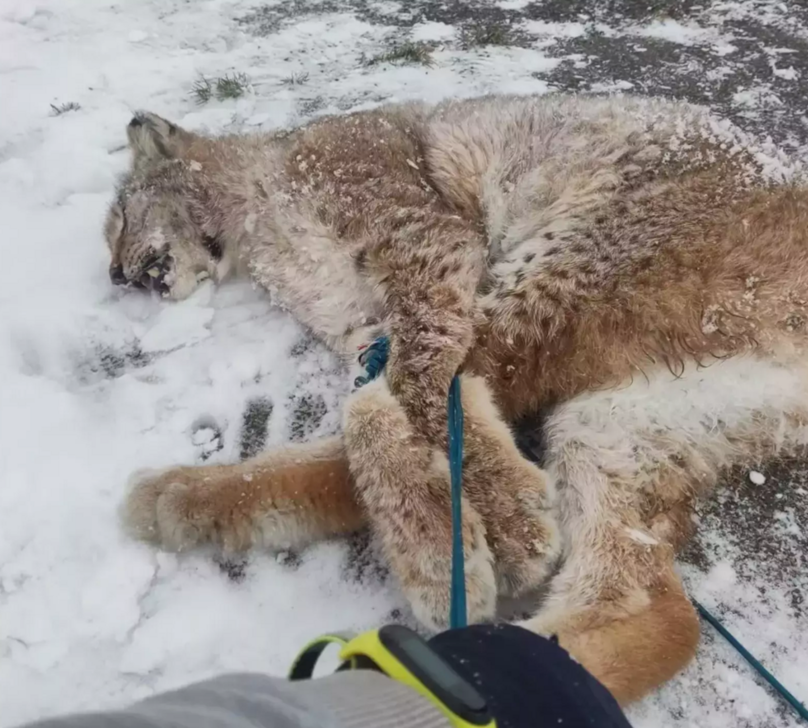 Следком Башкирии завёл уголовное дело по факту нападение рыси на девочку