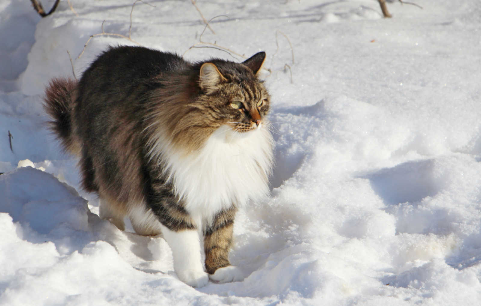Елена Петрова  Последний день зимы – 28 февраля: народные приметы