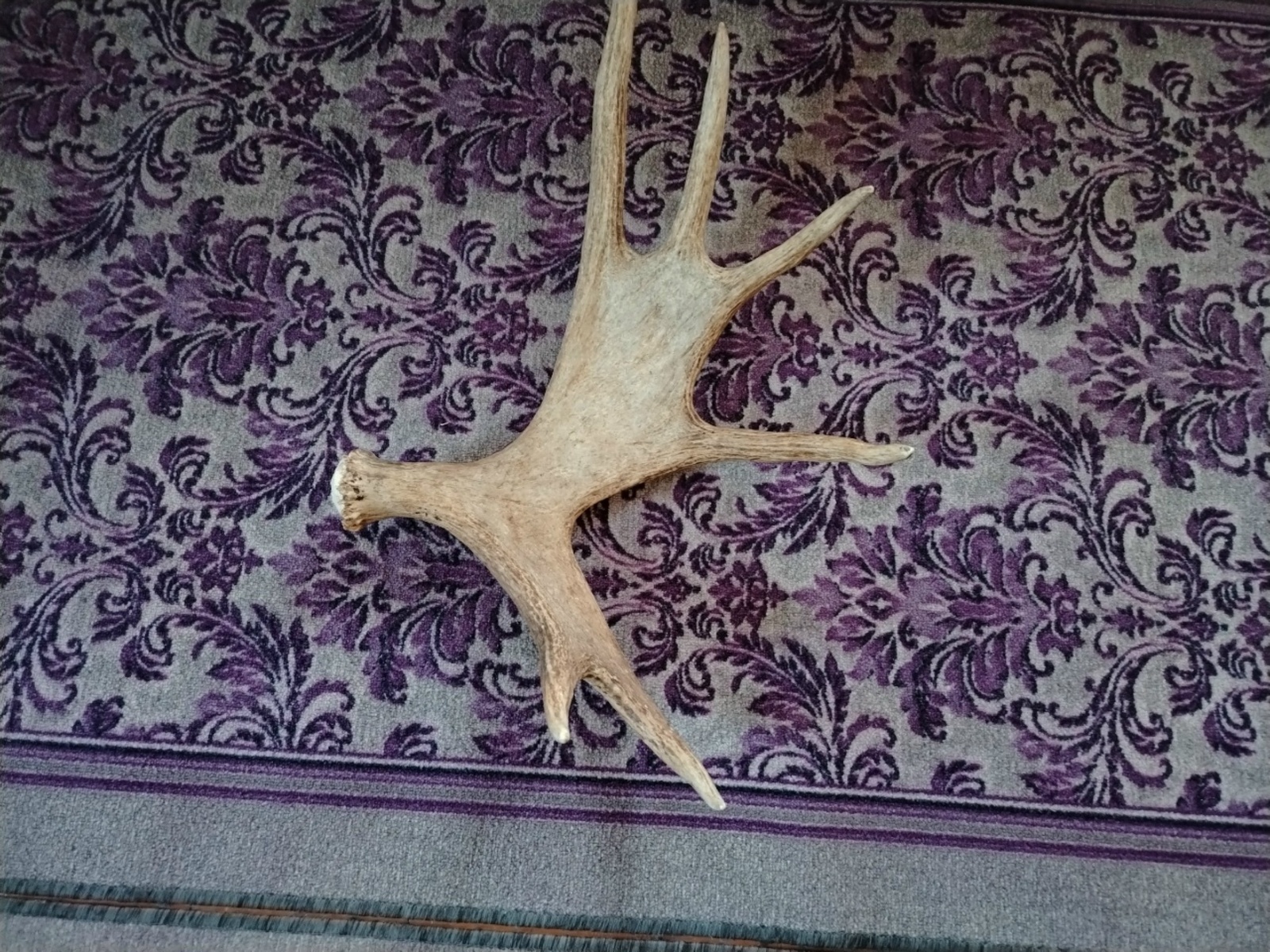 Мөгез таптым... Моны нәрсәгә юрарга?