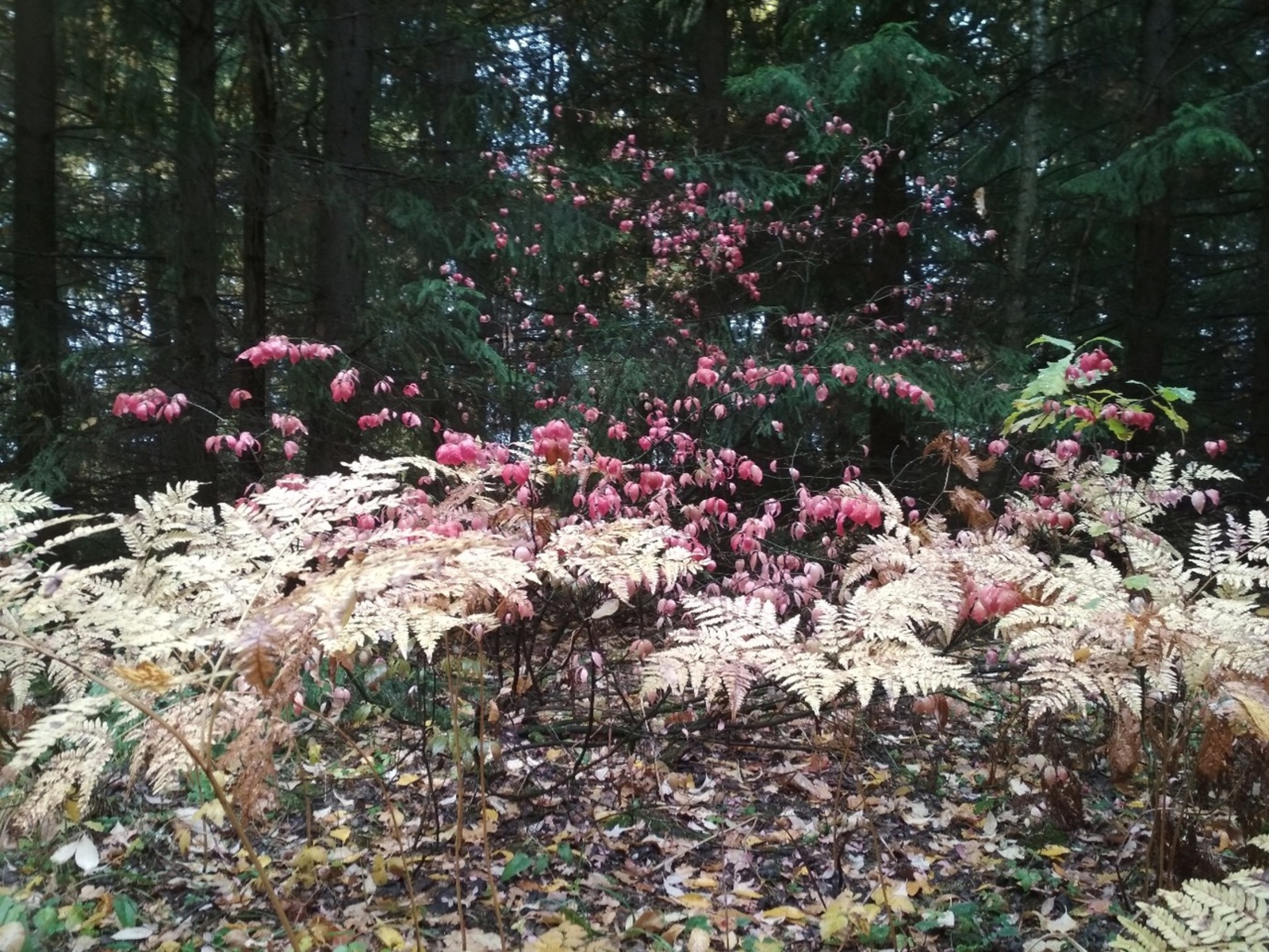 Осторожно, клещи: топ-10 опасных зон республики в сезоне 2025 года