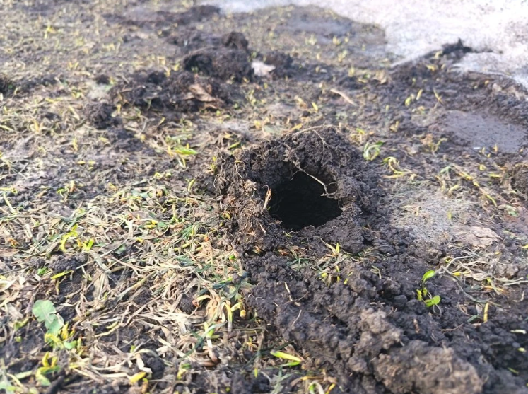 Бакчаны сукыр тычкан басты? Ничек котылырга?