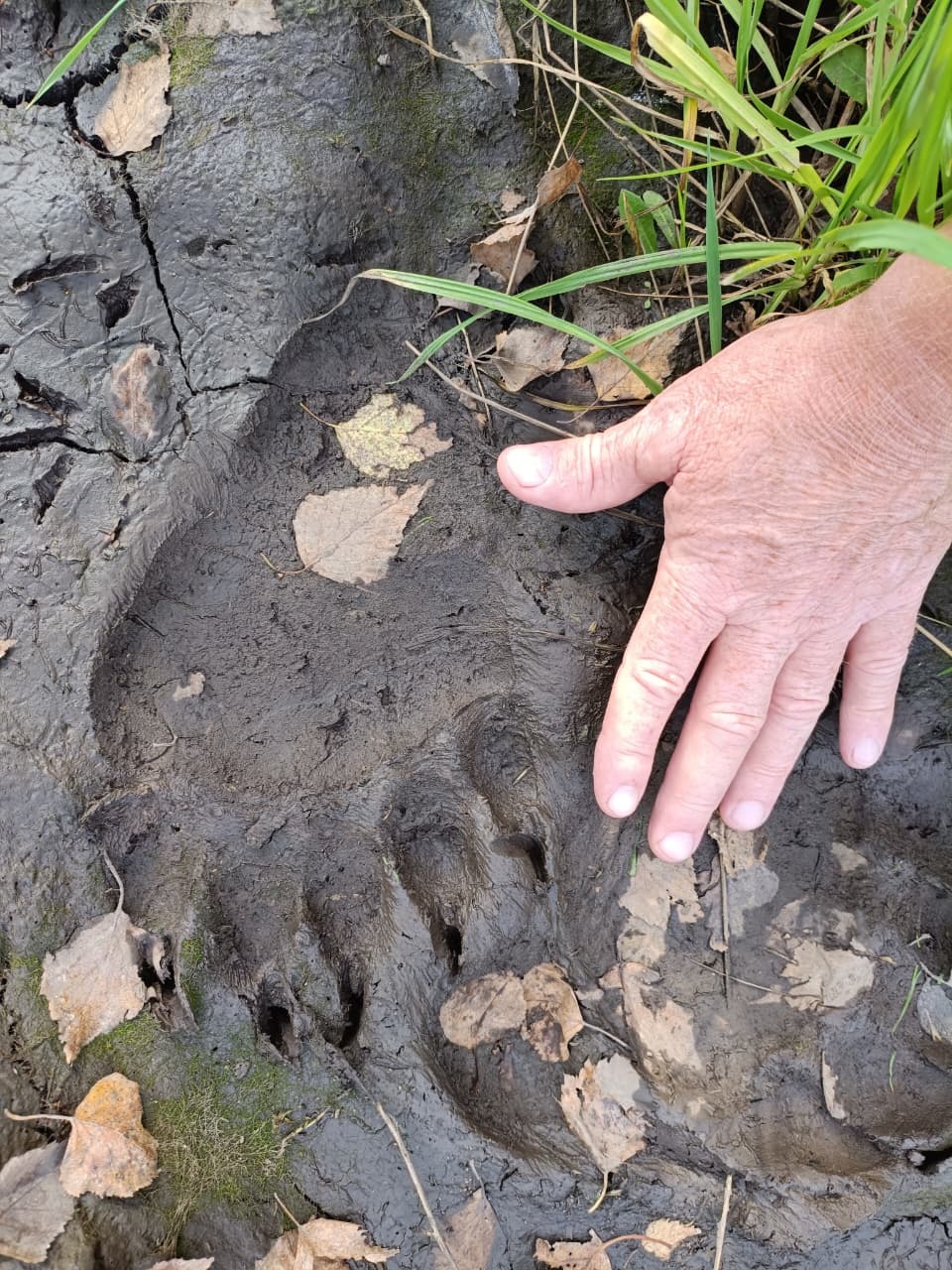 В окрестностях Кунтугушево замечен крупный медведь