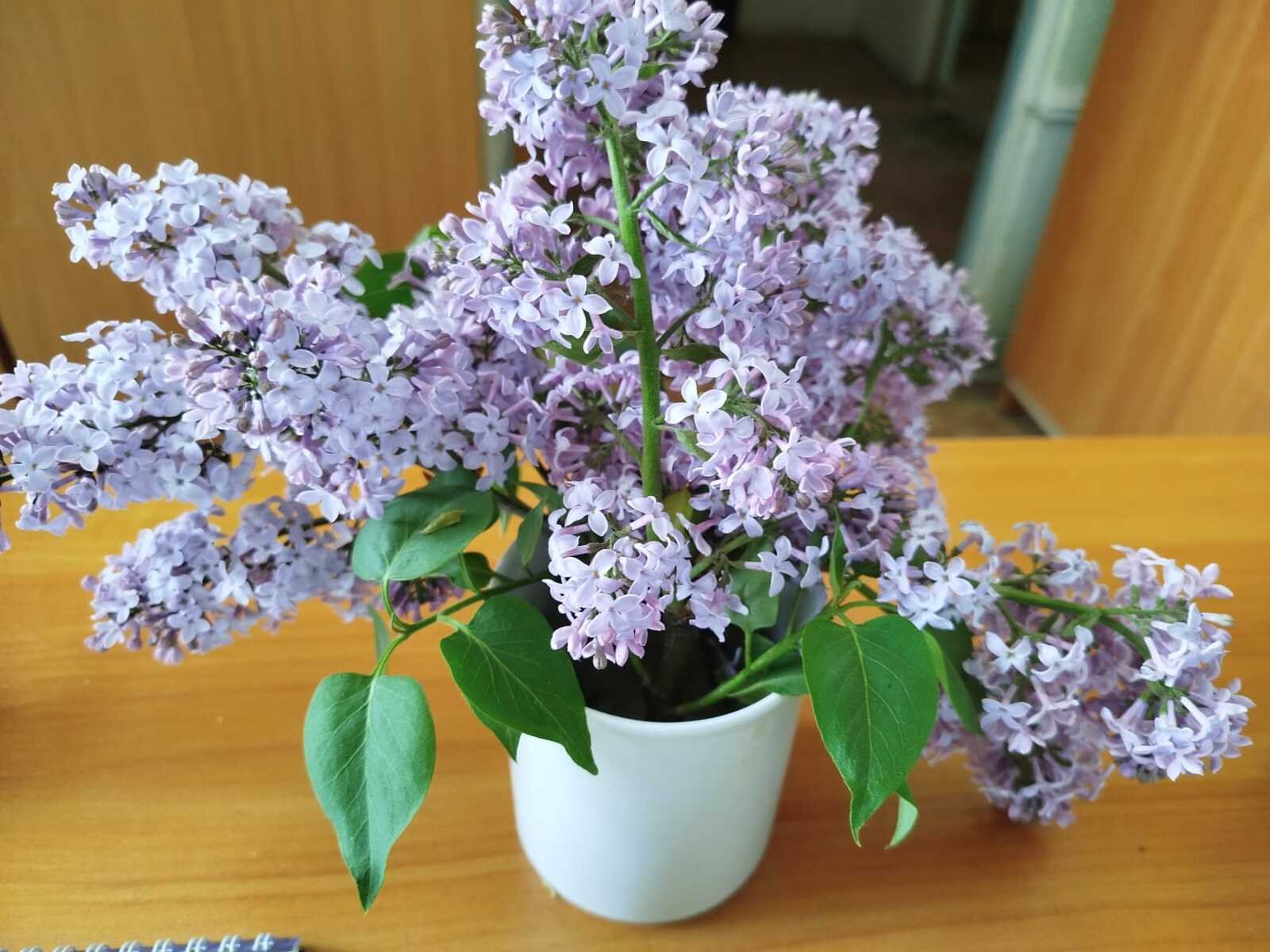 Сирень хуш ис кенә түгел, ә шифа чыганагы да