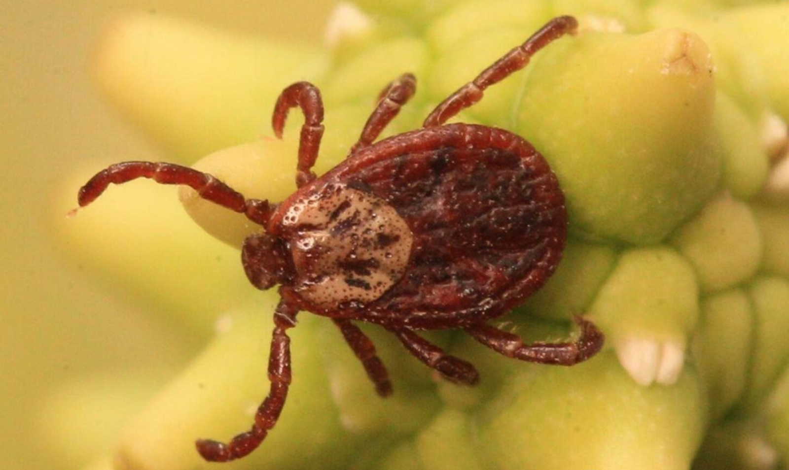 Как не стать жертвой клещей: простые правила безопасности на природе