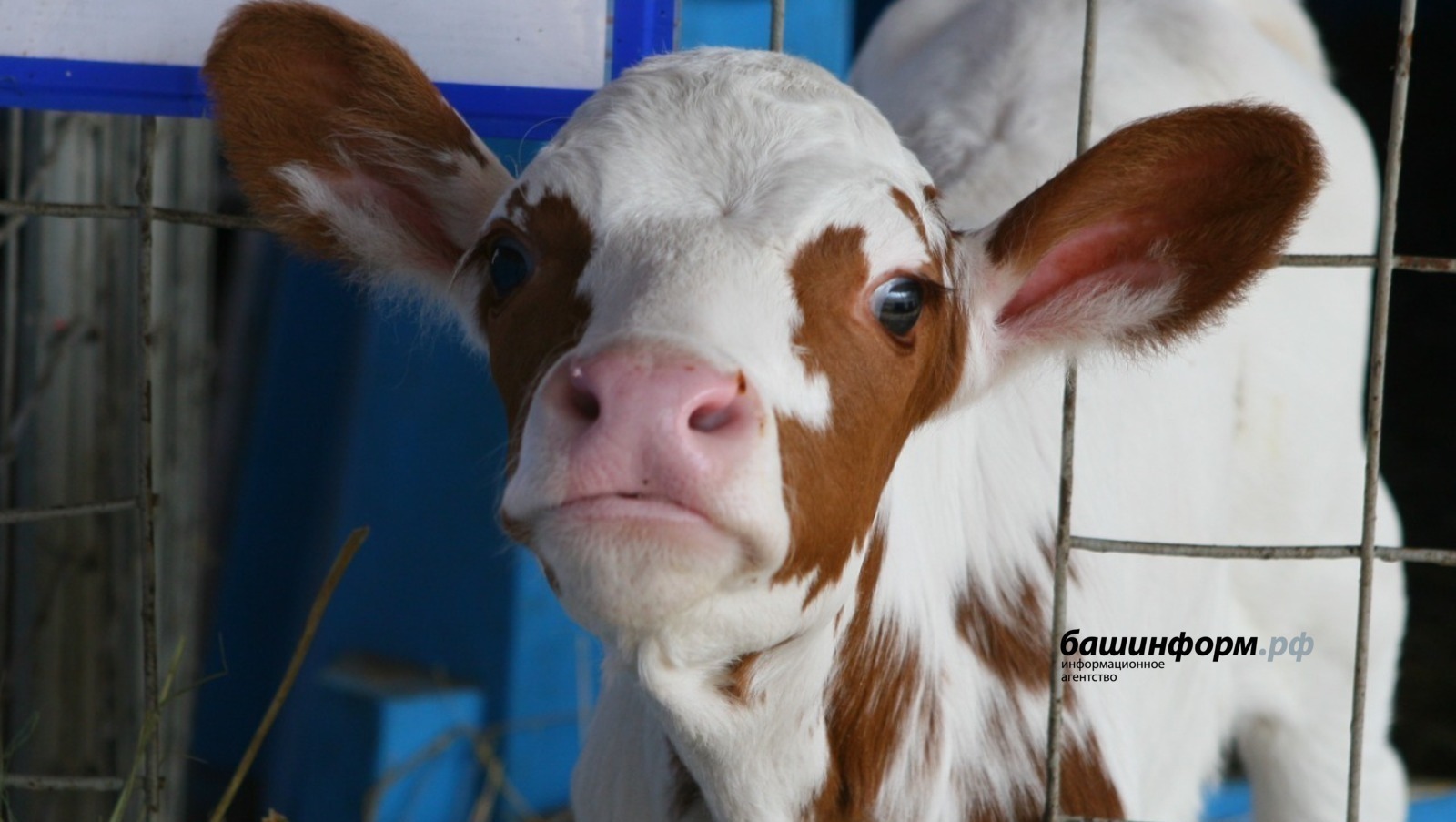 В Башкирии ввели карантин по бешенству на территории села 1-е Иткулово