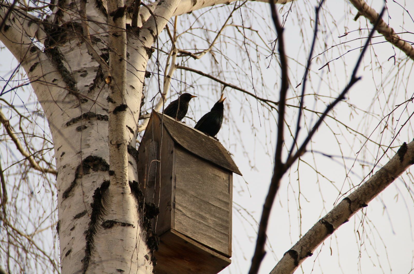Гороскоп на 15 апреля 2026: 4 знаков зодиака ждет весточка из прошлого