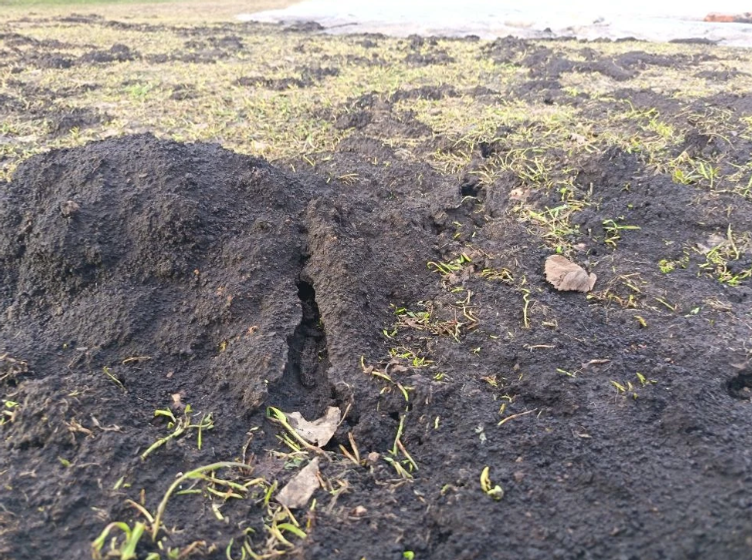 Бакчаны сукыр тычкан басты? Ничек котылырга?