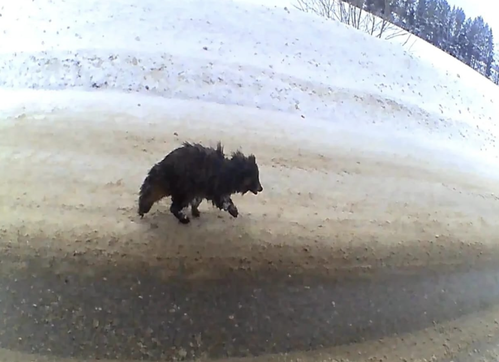 В Балтачевском районе загадочный «гость» на дороге вызвал переполох