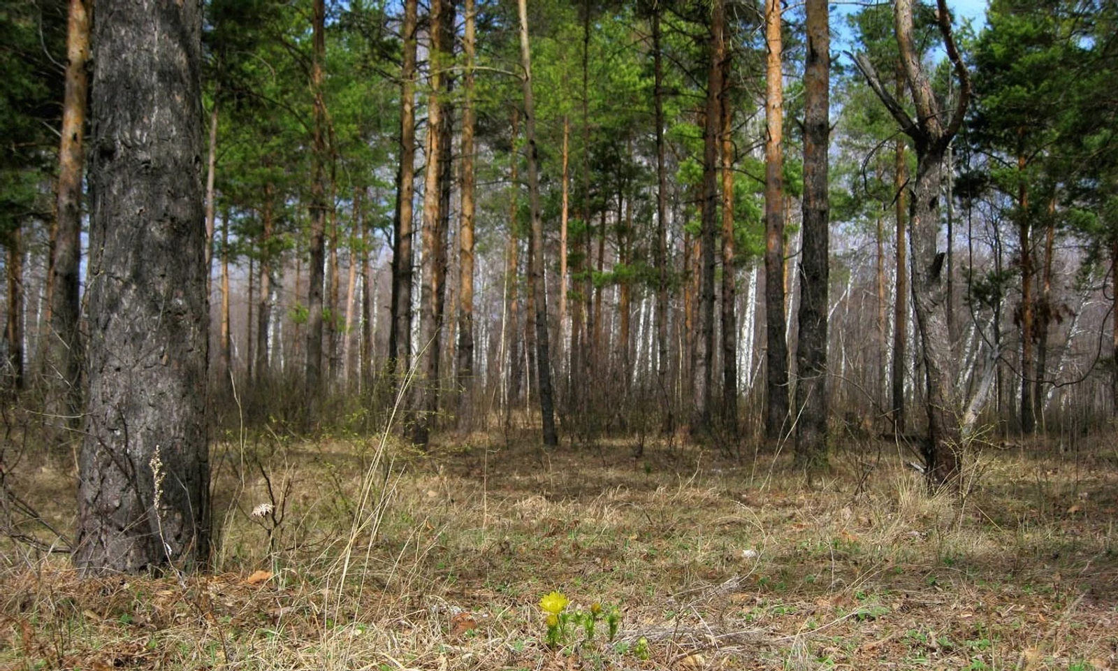 В Башкирии с начала года «на природе» потерялись 57 человек