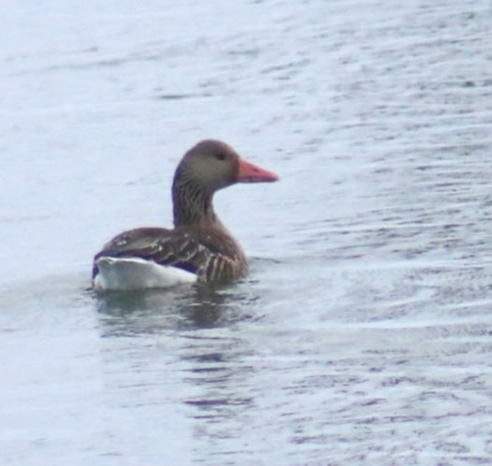 В Башкирии замечен зимующий дикий гусь