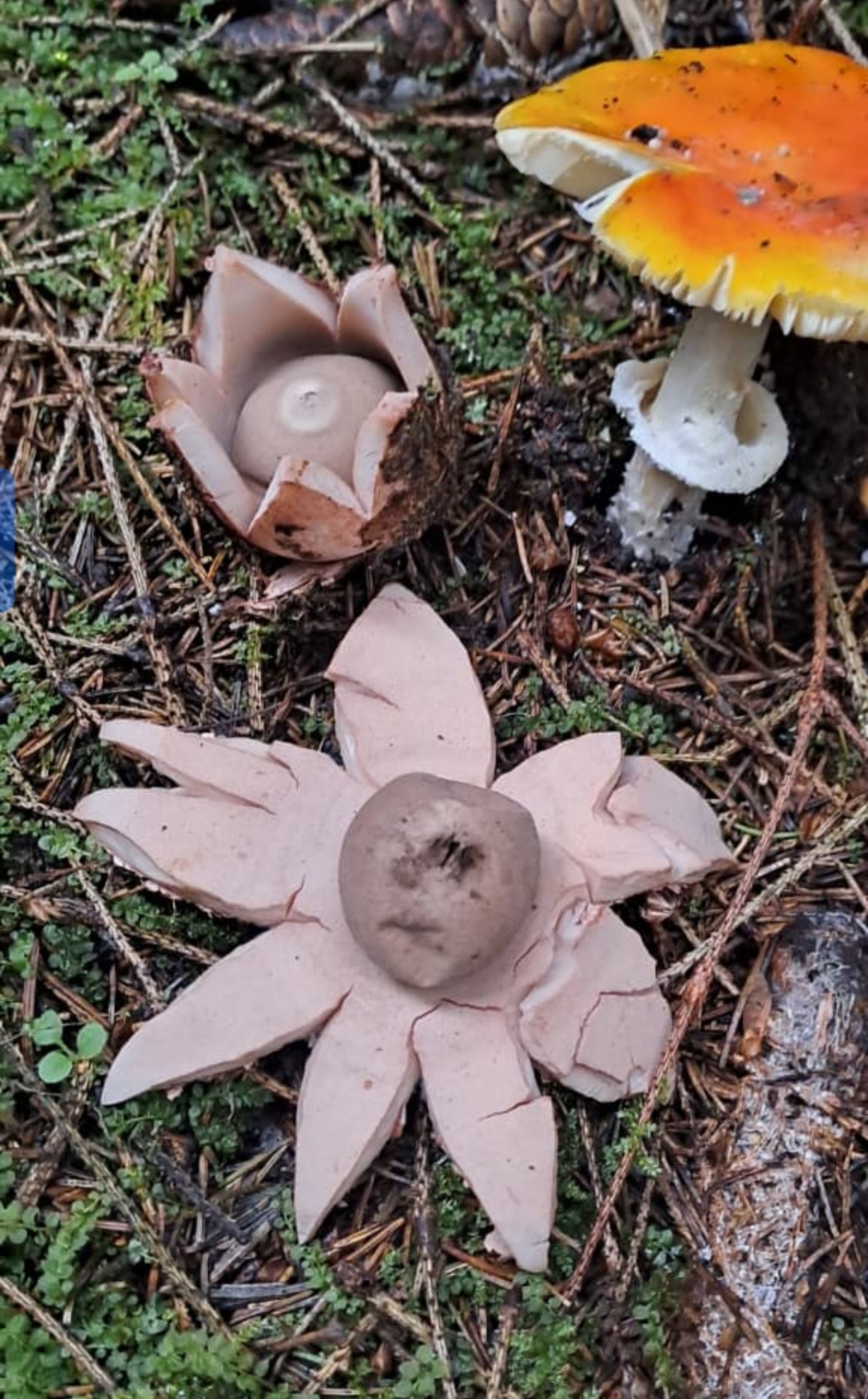 Мороз не страшен: какие грибы можно собирать до поздней осени