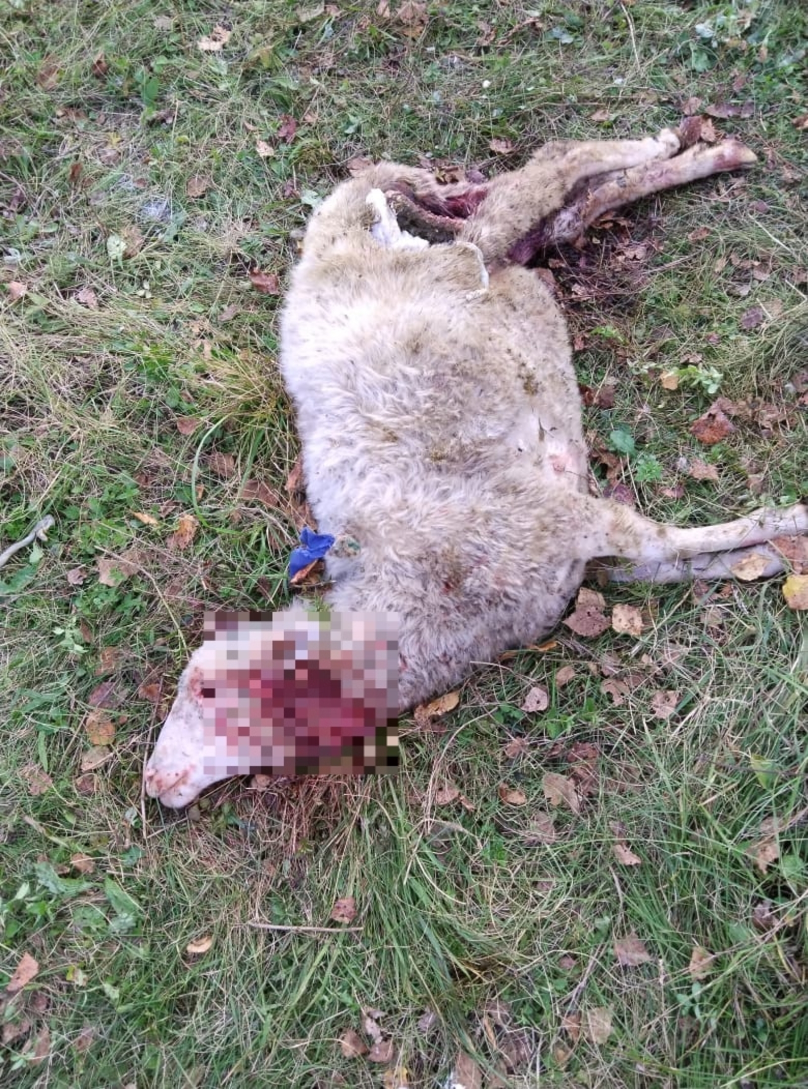 В Балтачевском районе волки нападают на домашний скот