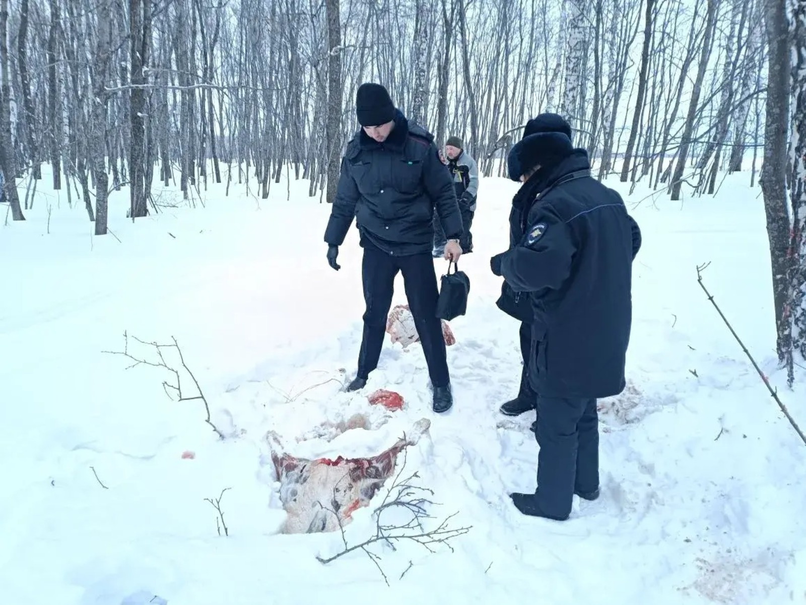 Браконьеры в Башкирии убили самку косули