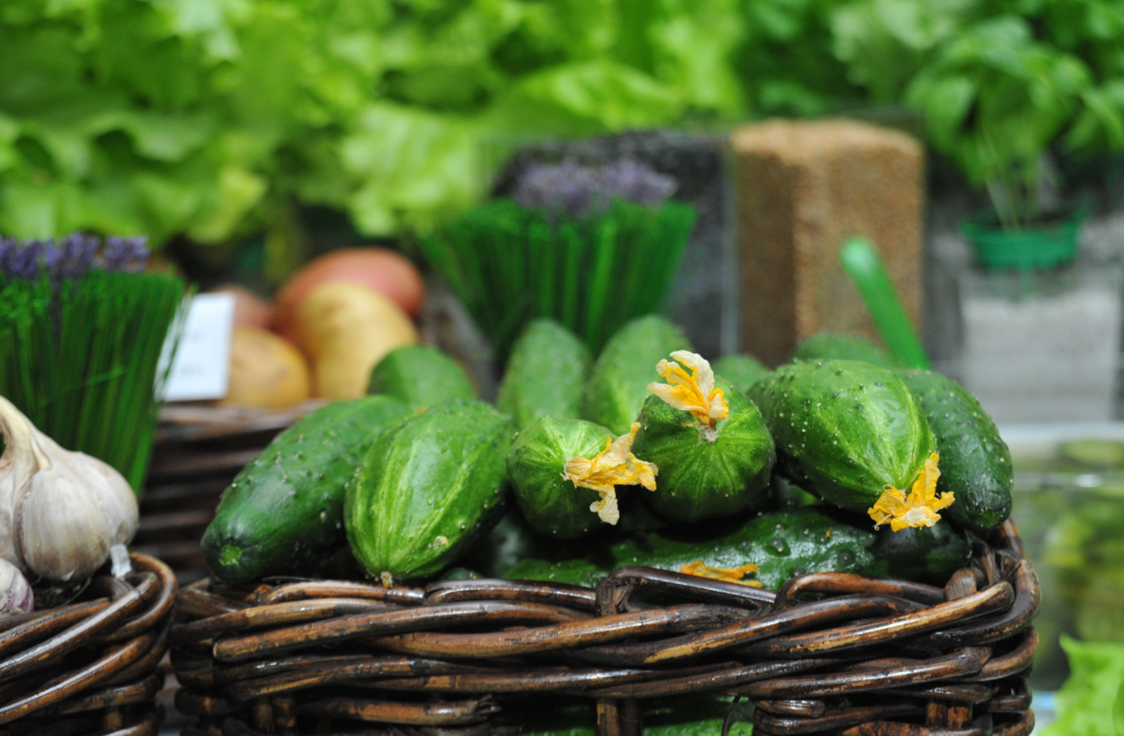 Когда лучше сажать огурцы в 2026 году: график по регионам России