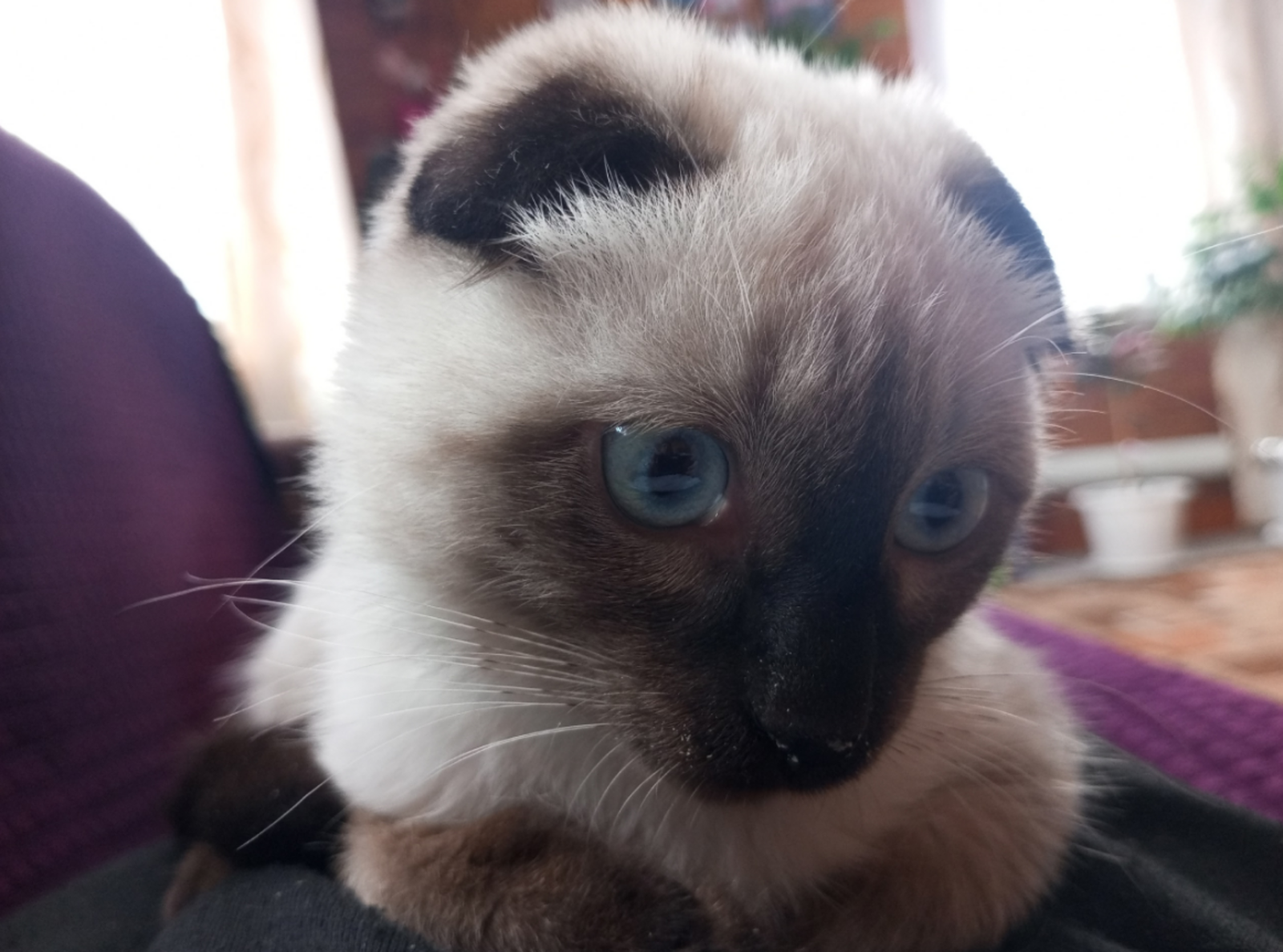 Почему кошки мурчат: истинные причины мурчания