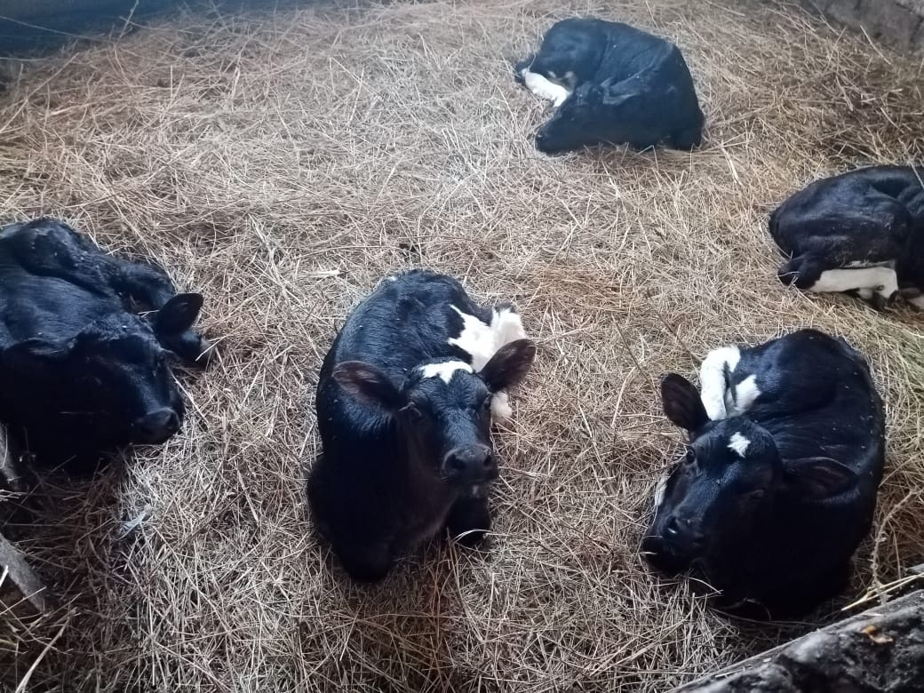 В животноводческих хозяйствах Балтачевского района успешно проходит зимовка скота