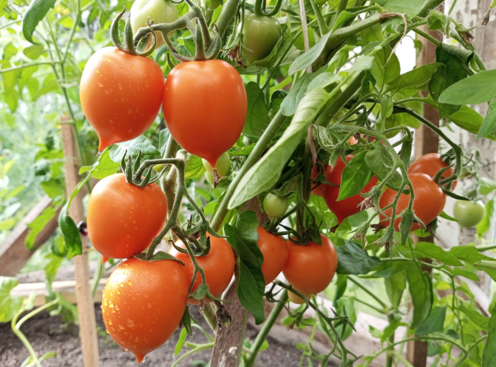 Лунный посевной календарь на вторую половину февраля 2026