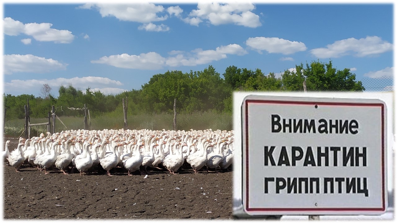 Вниманию балтачевцев: Впервые на территорию Башкортостан проник грипп птиц