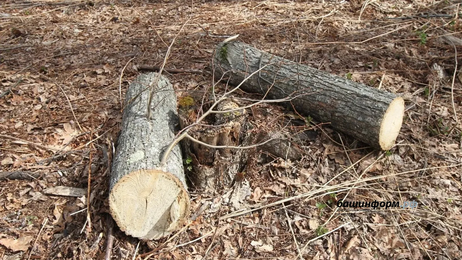 В Башкирии Гострудинспекция раскрыла причины гибели лесовода