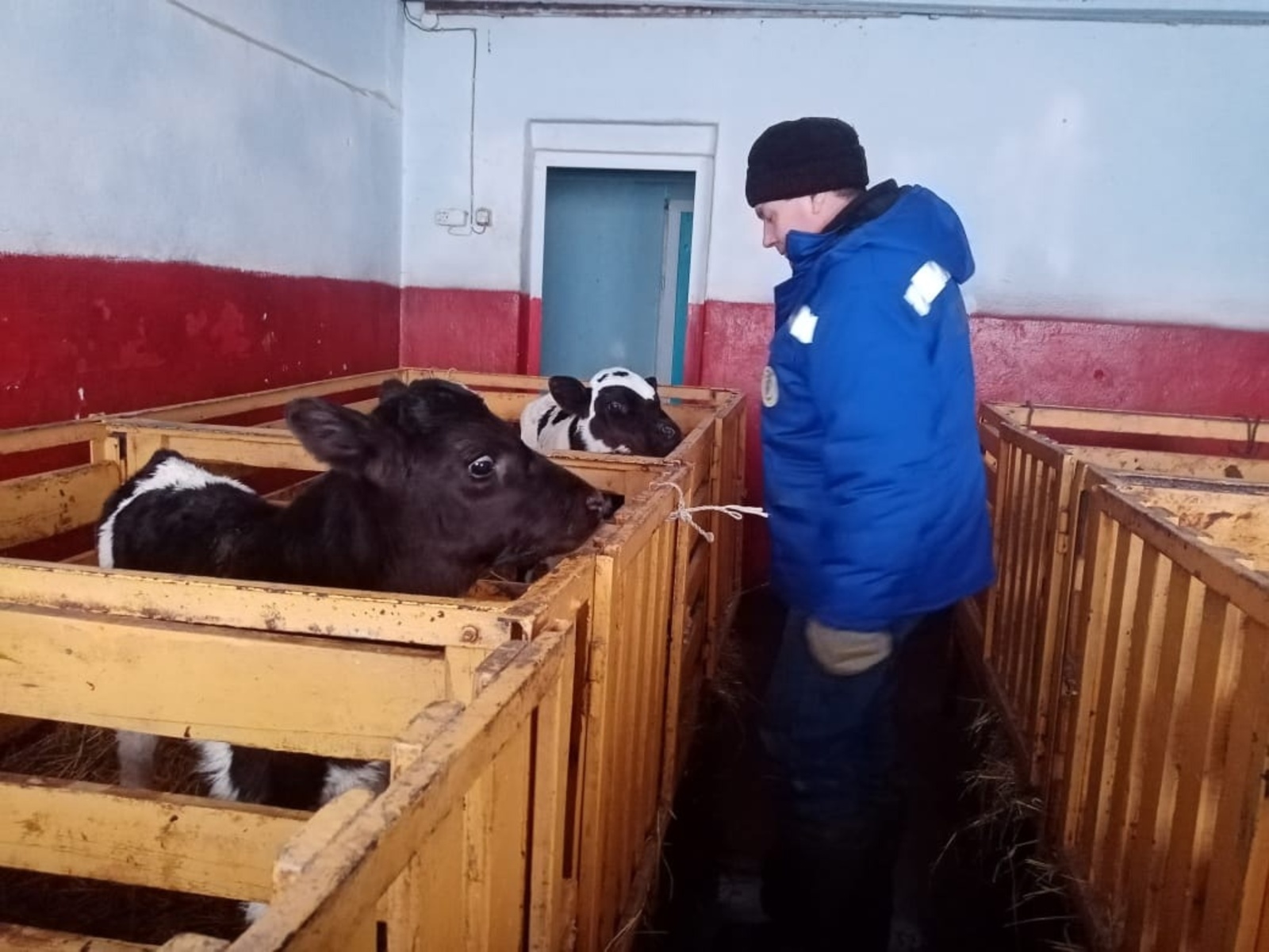 В животноводческих хозяйствах Балтачевского района успешно проходит зимовка скота