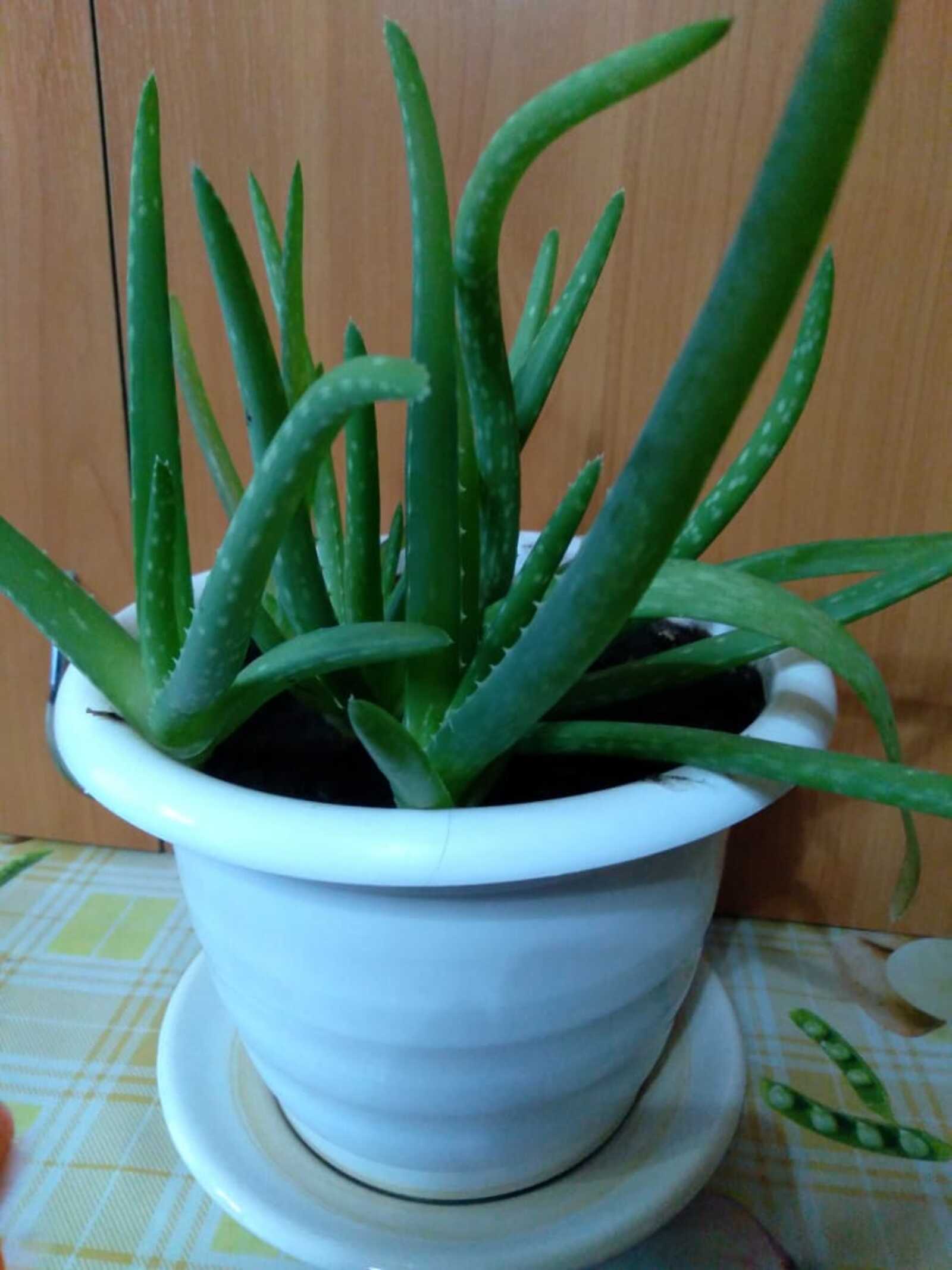 Битегез матур һәм шома булсын дисәгез...