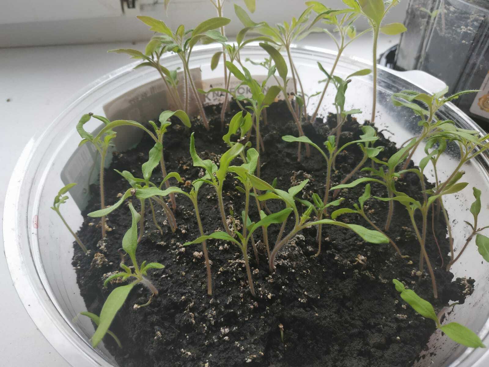 Мул уңышлы помидор