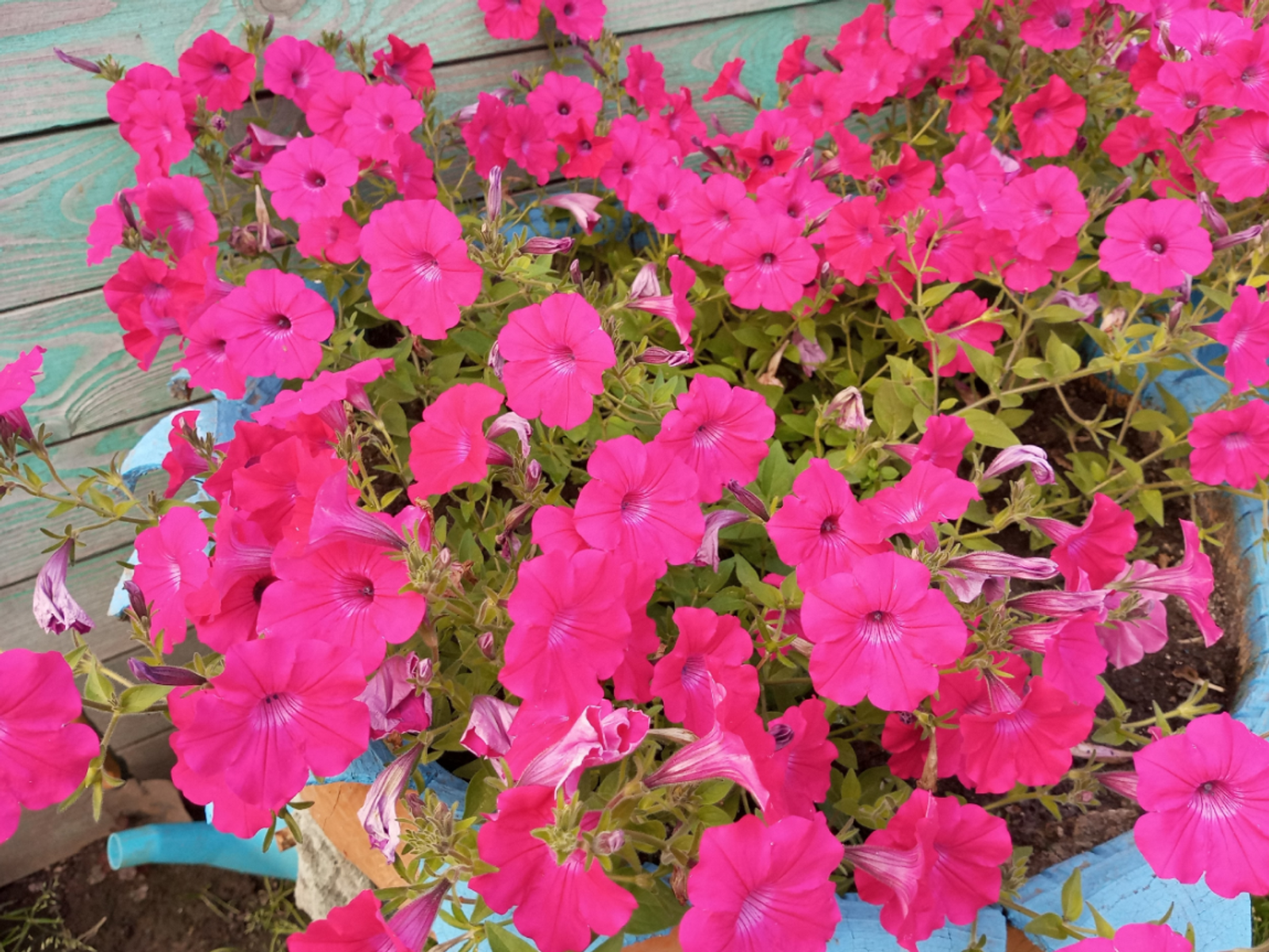 Как правильно вырастить петунию – от рассады до цветника