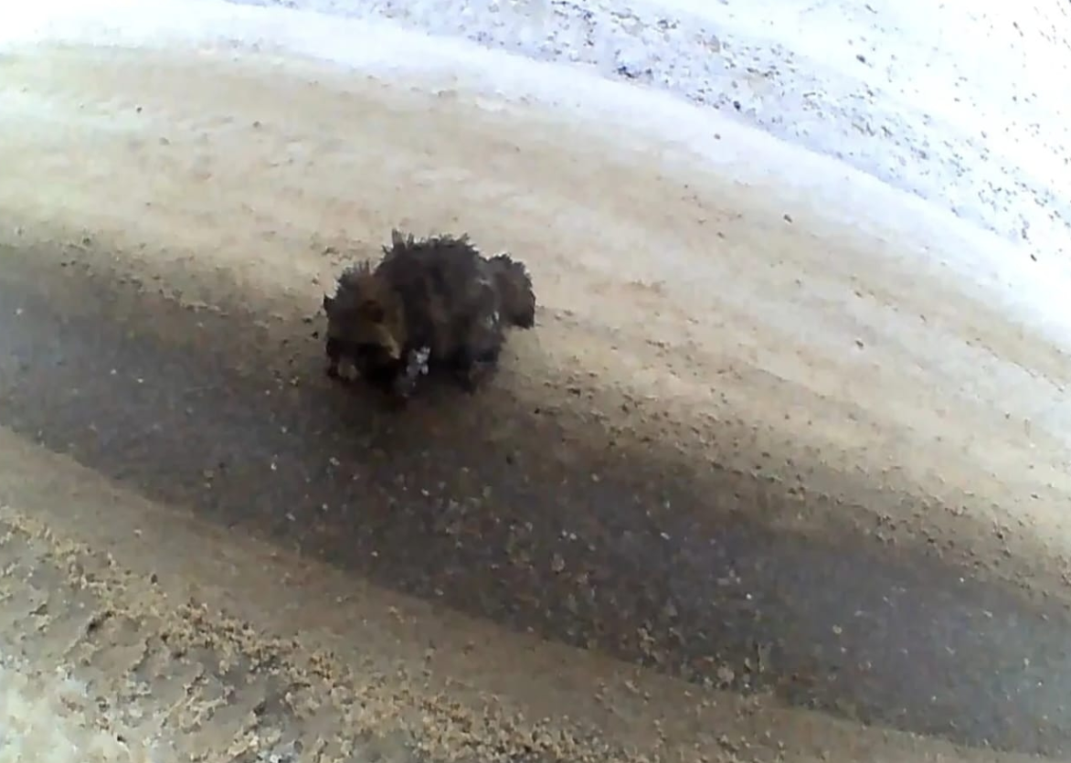 В Балтачевском районе загадочный «гость» на дороге вызвал переполох