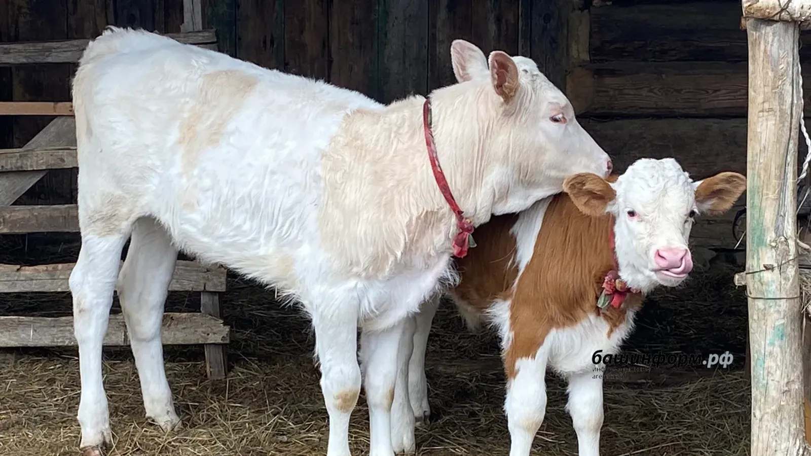 В Башкирии ввели карантин по бешенству