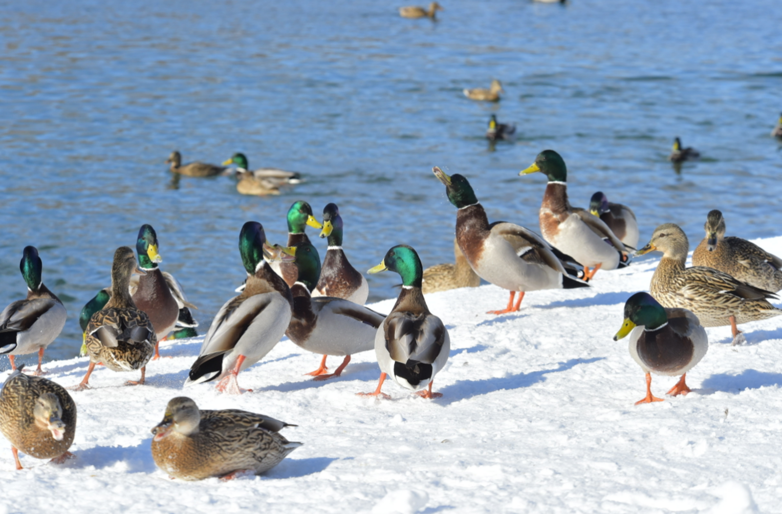 Башкортстанда +15 градуска кадәр җылытачак