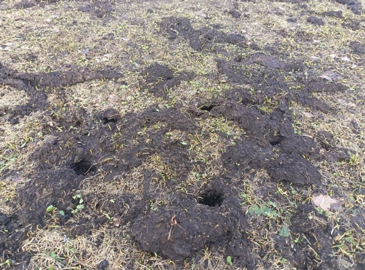 Бакчаны сукыр тычкан басты? Ничек котылырга?