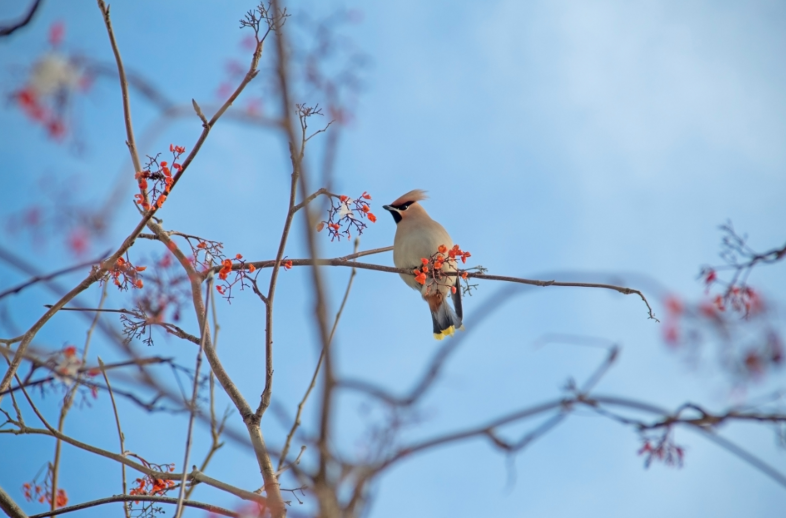 Рустам Ягафаров  12 февраля 2026: трем знакам зодиака нужно будет сделать правильный выбор