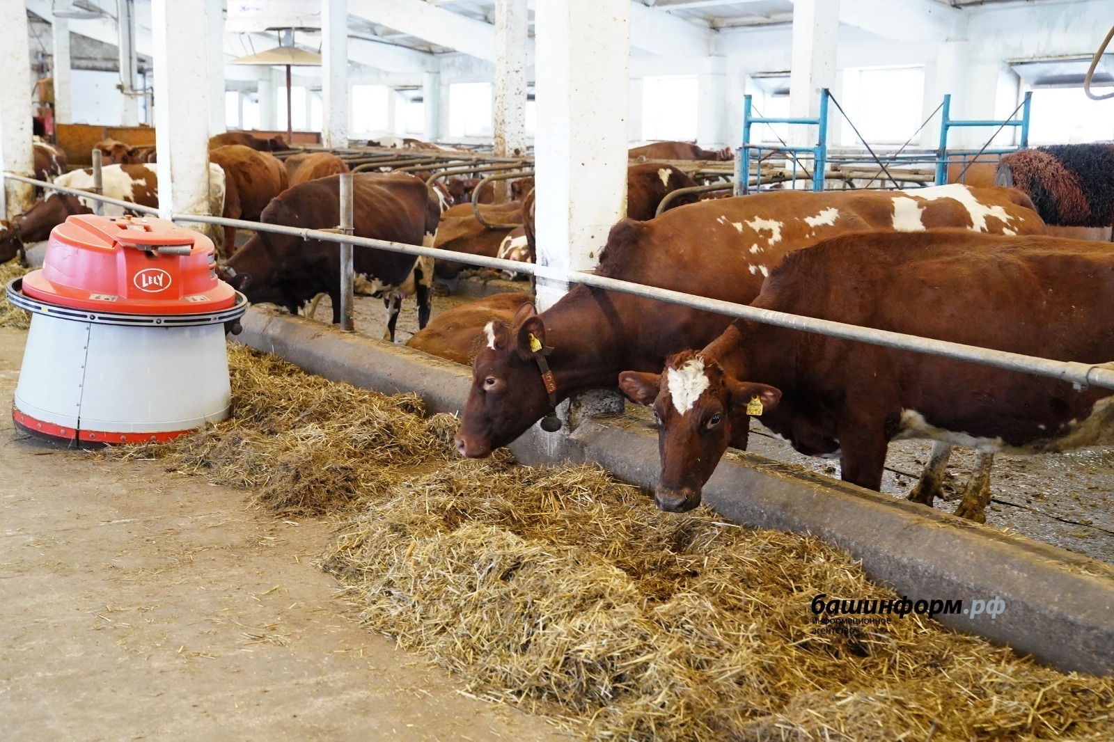 В районе Башкирии объявили карантин по бешенству