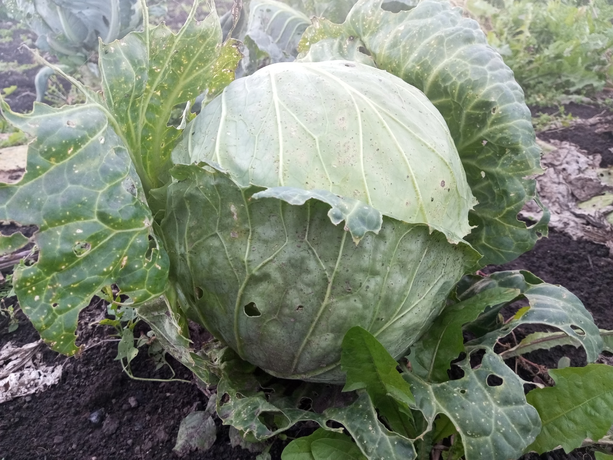 Капуста с баклажанами