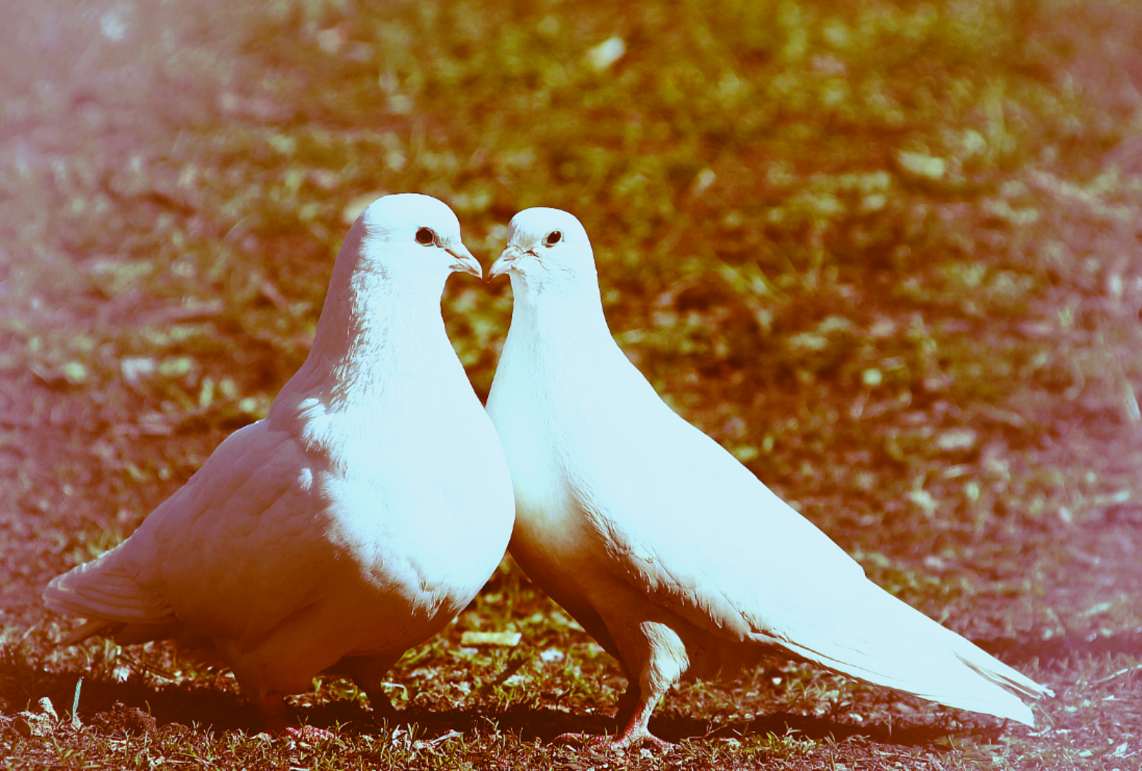 Елена Петрова  Гороскоп: 4 знака Зодиака 28 февраля встретят свою первую любовь